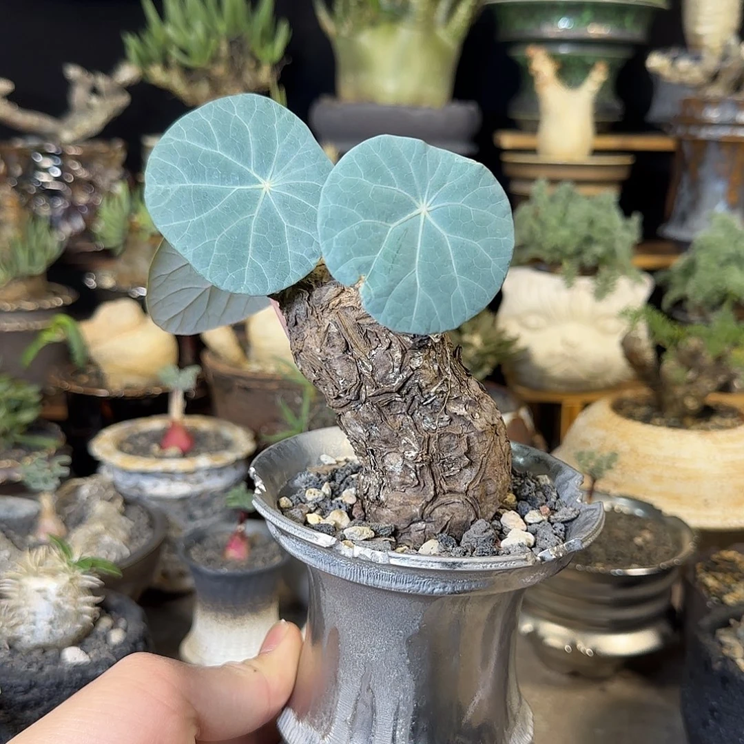 一物一拍老家一叶龟480