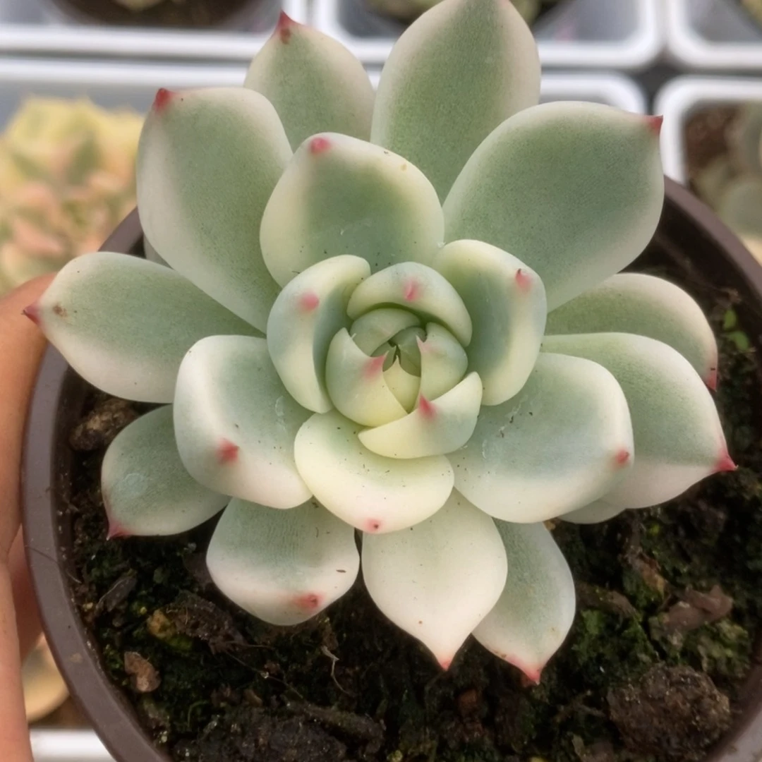 429锦锦锦锦锦锦锦锦