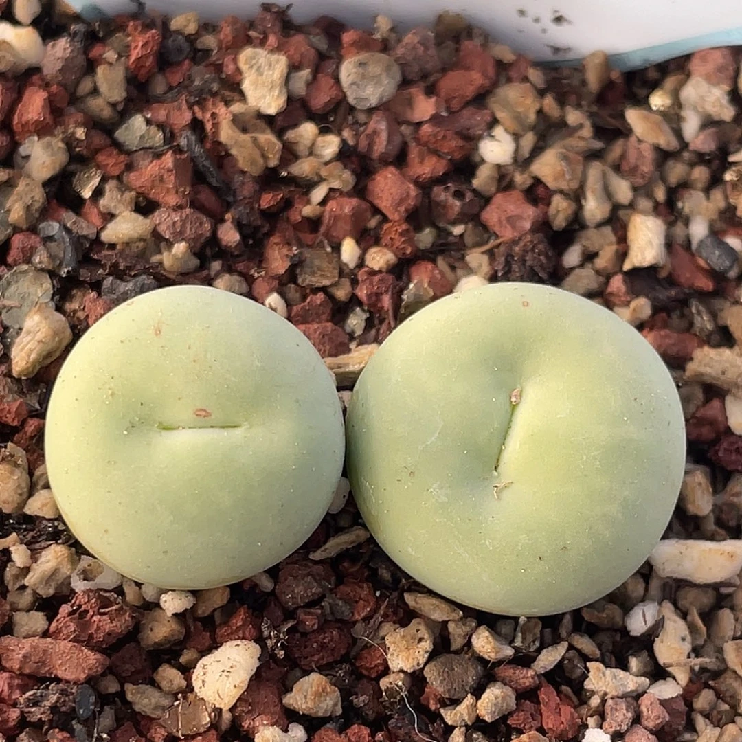 18-87嘴多肉植物肉锥