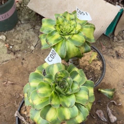 多肉植物暴君二个