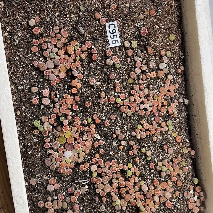 生956石花整框脱土发货不售后