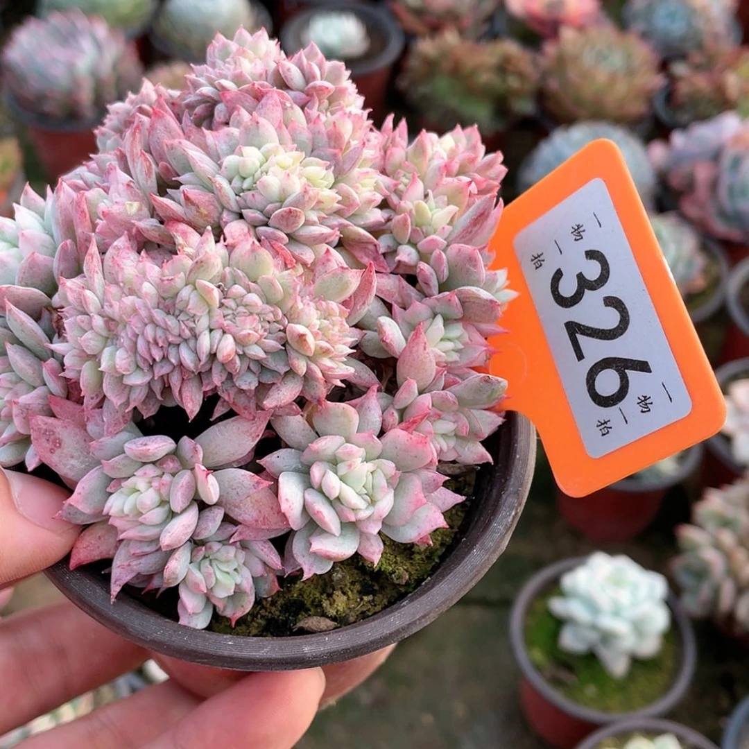 【闪购商品】萍**肉326号