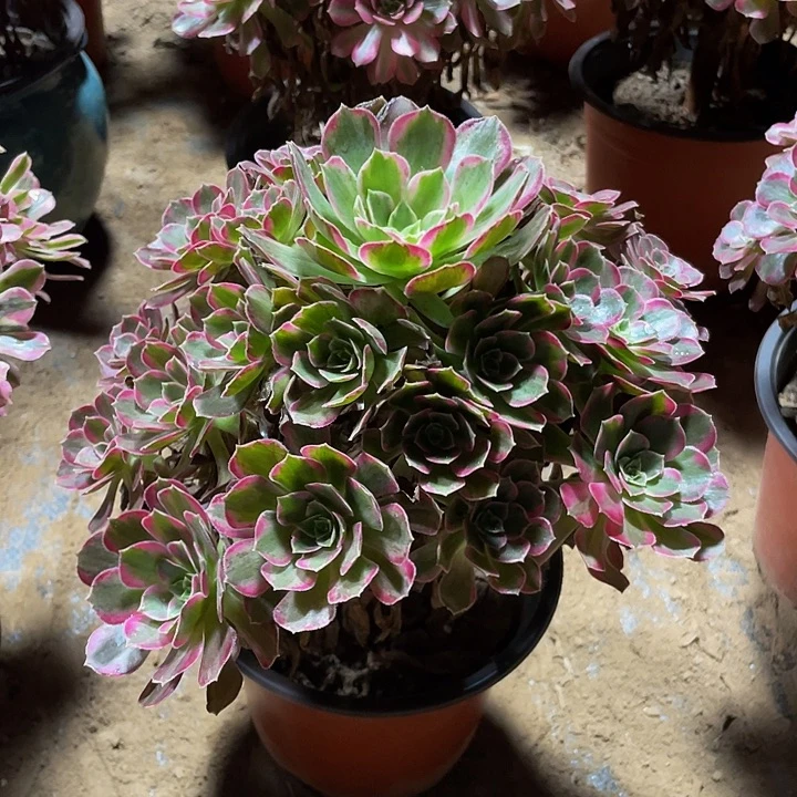 安娜脱土裸根发货