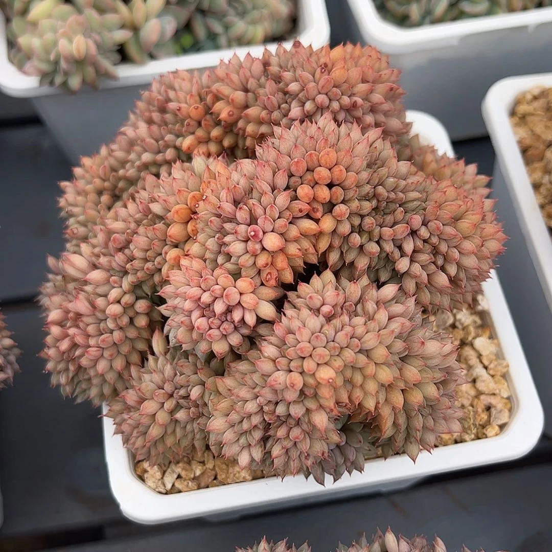 531-29精控胖丁缀化