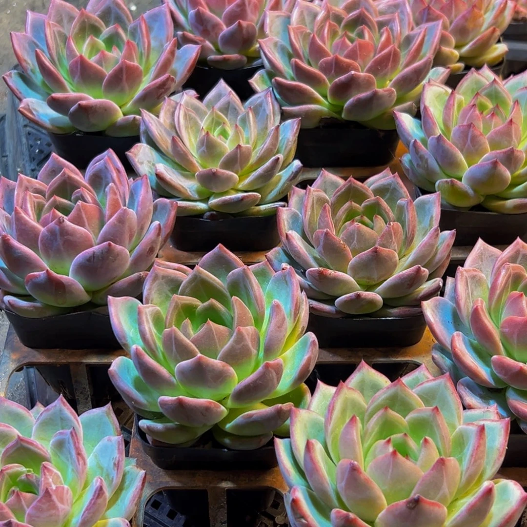 025多肉葡萄的价格是多少啊