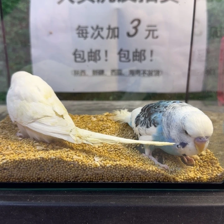 虎皮鹦鹉大头虎皮鹦鹉