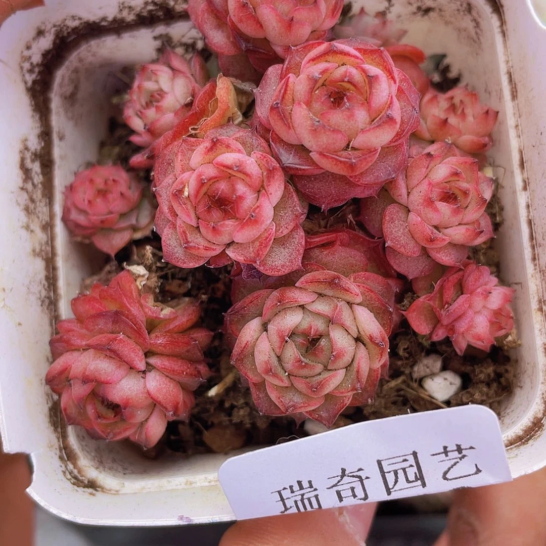 00000000000003量拍