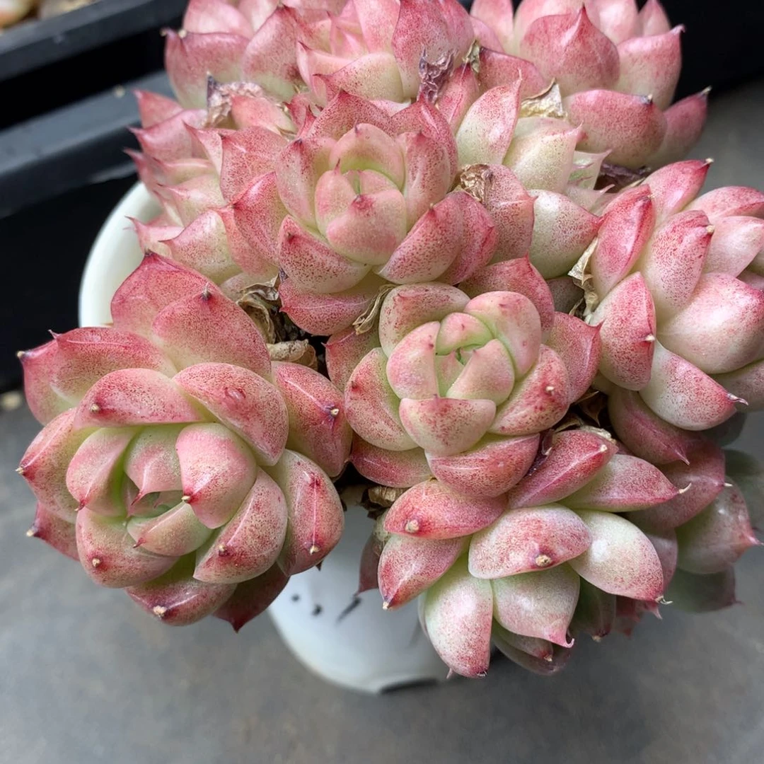 0309-111 麦杆优选