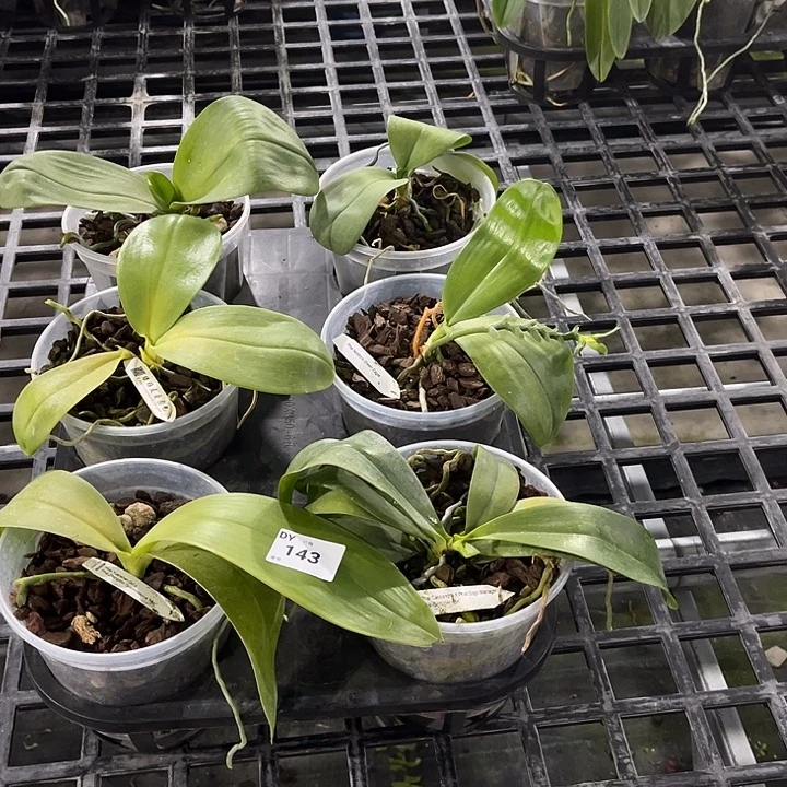 全部花苞143 叶黄烂根裸根发货任何理由都不售后