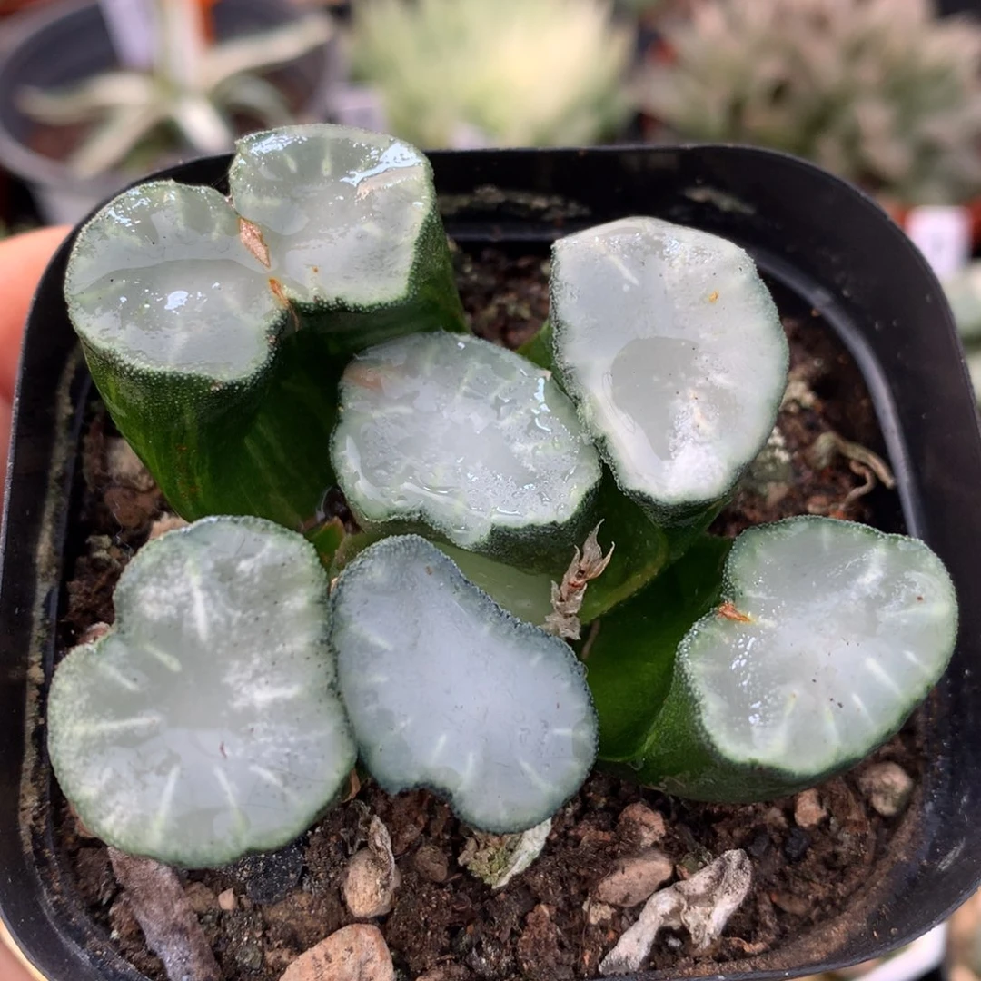 白瓷万象，带盆一起