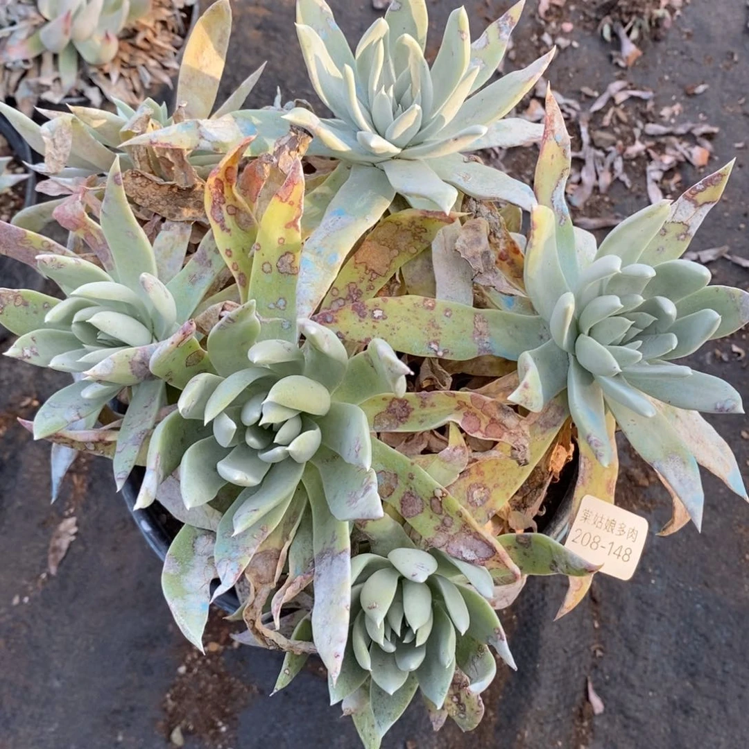 148号苹果叶粗腿子