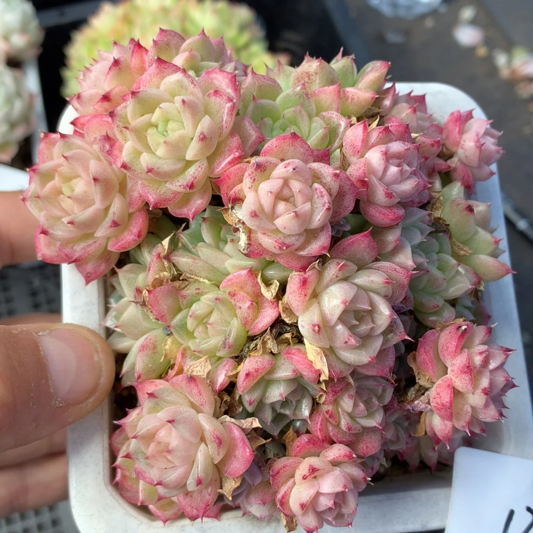 1207-134 套餐一组