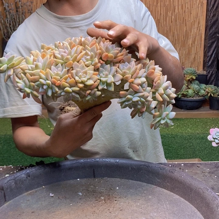 朱***掌105号淡雪多肉植物