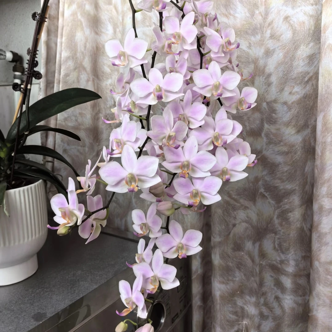 植趣花卉【残雪】夏花丰花品种 3.5寸加高无花无梗