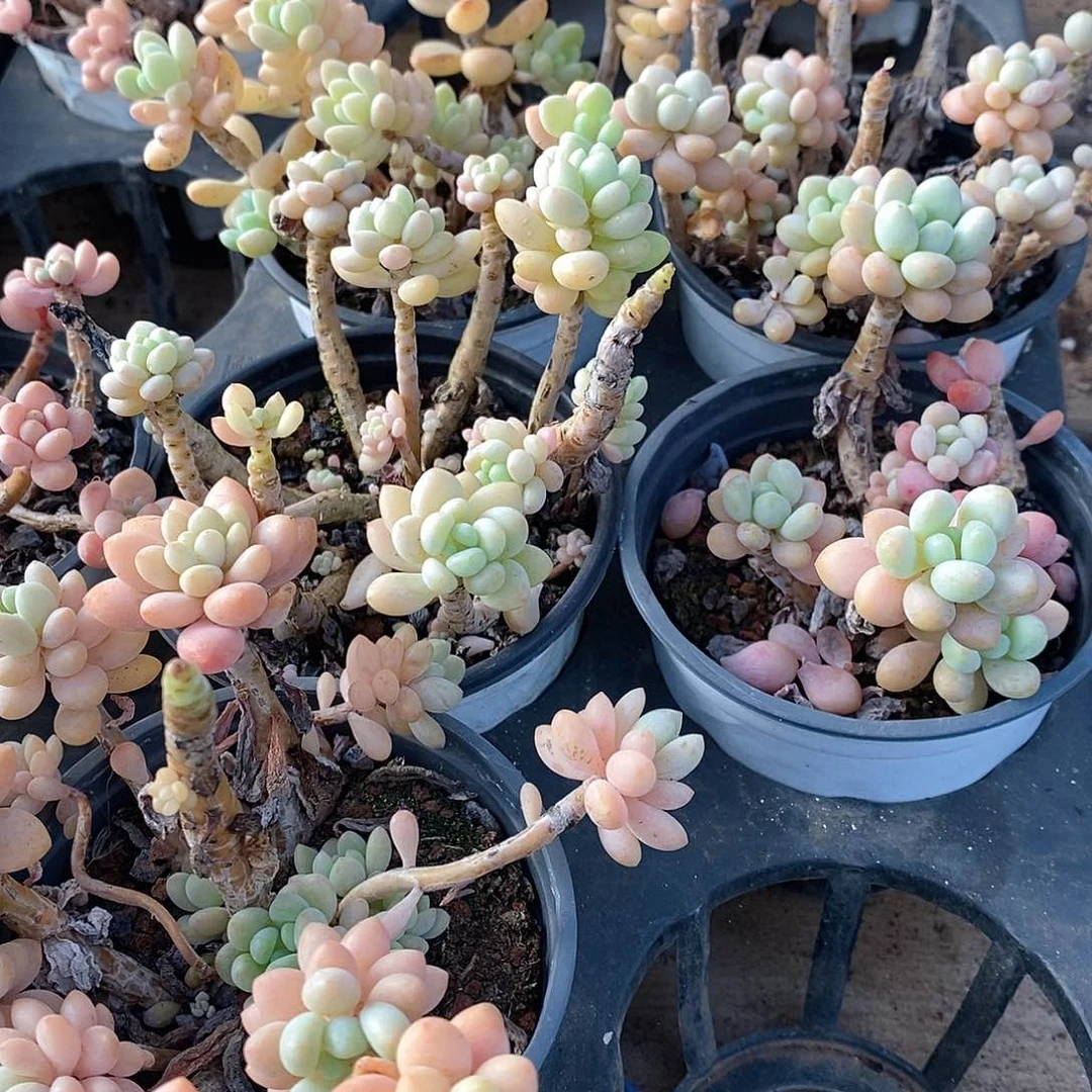 小洛可可，福利多多