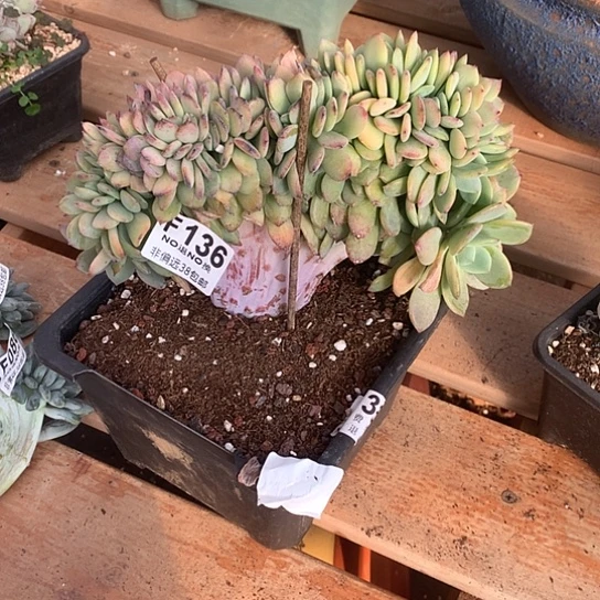 随***心暮光之城缀化136 需要延迟发货7-8发