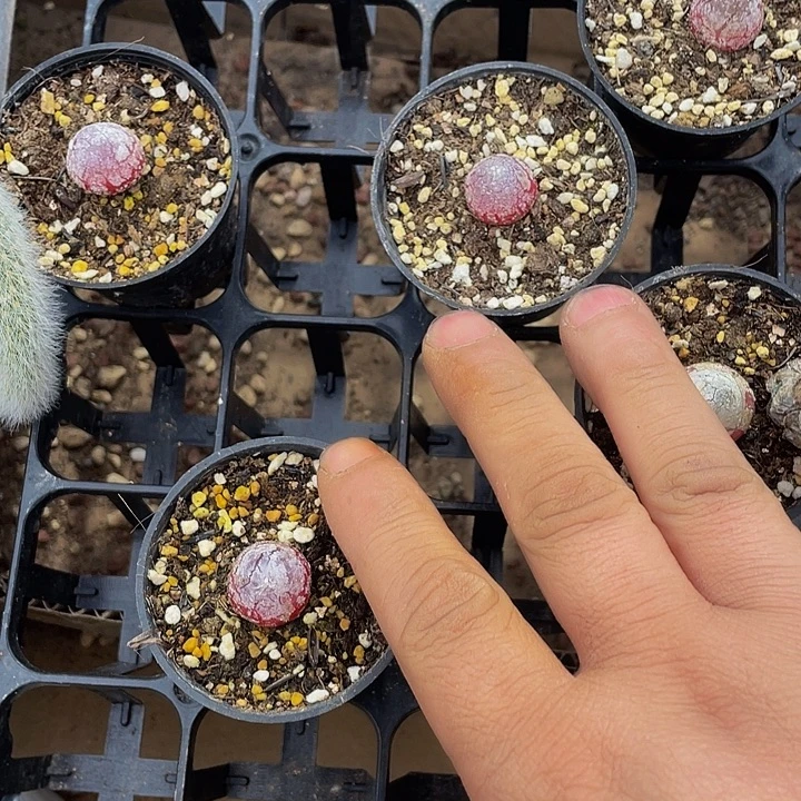 灯泡5.8带盆土发货