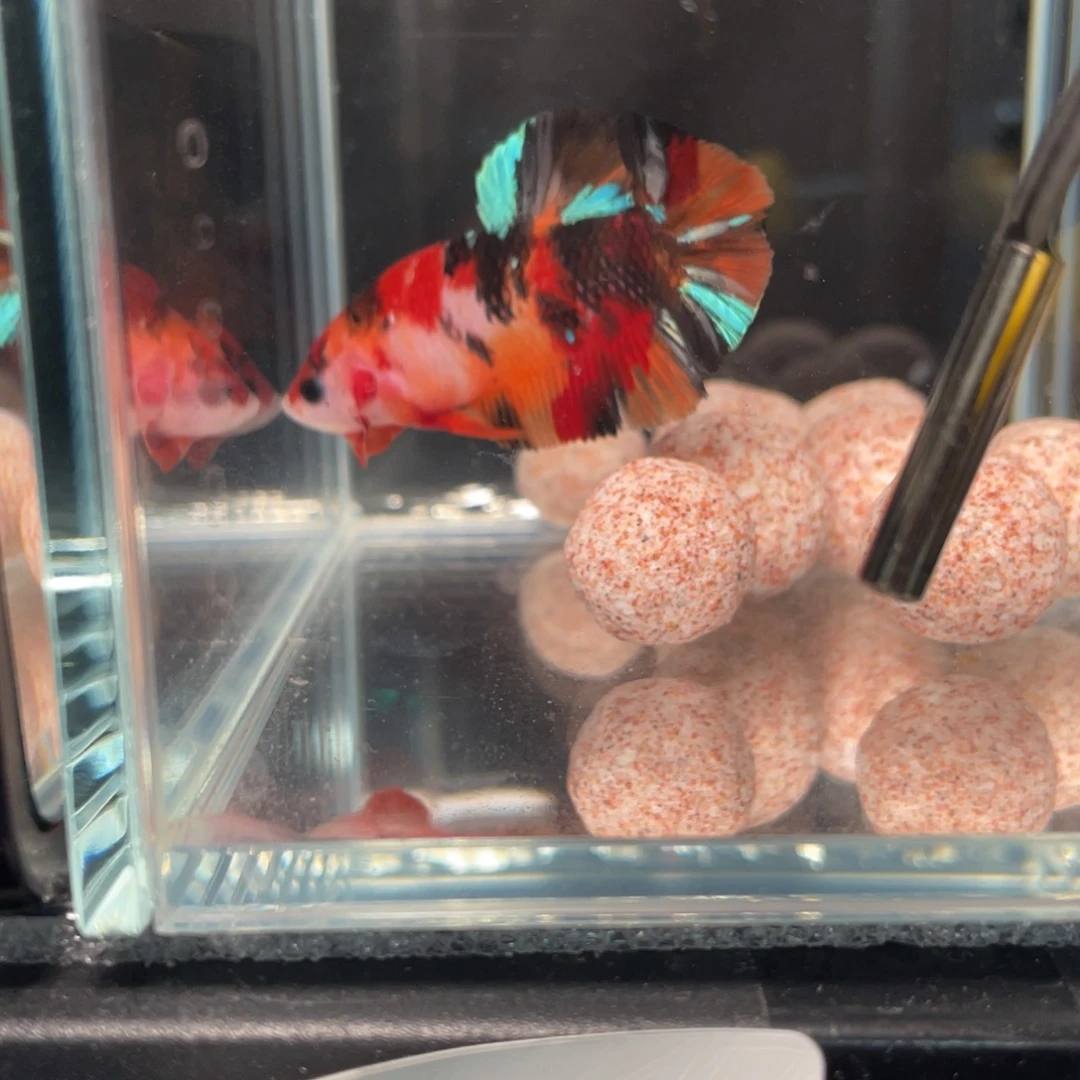 斗鱼12.30 将军019