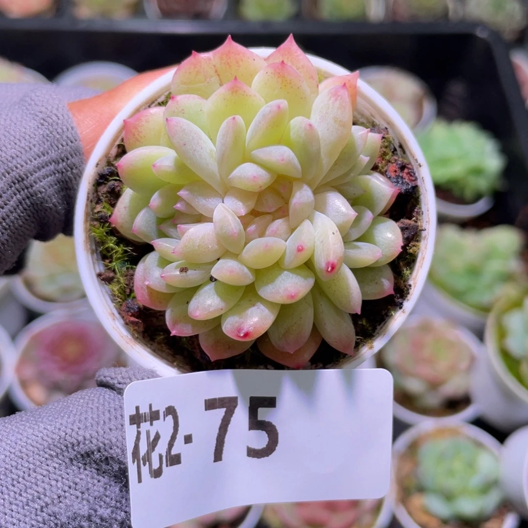 花利美  2-75新品缀化