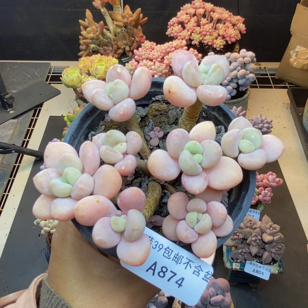 874橘子香水多肉9c m