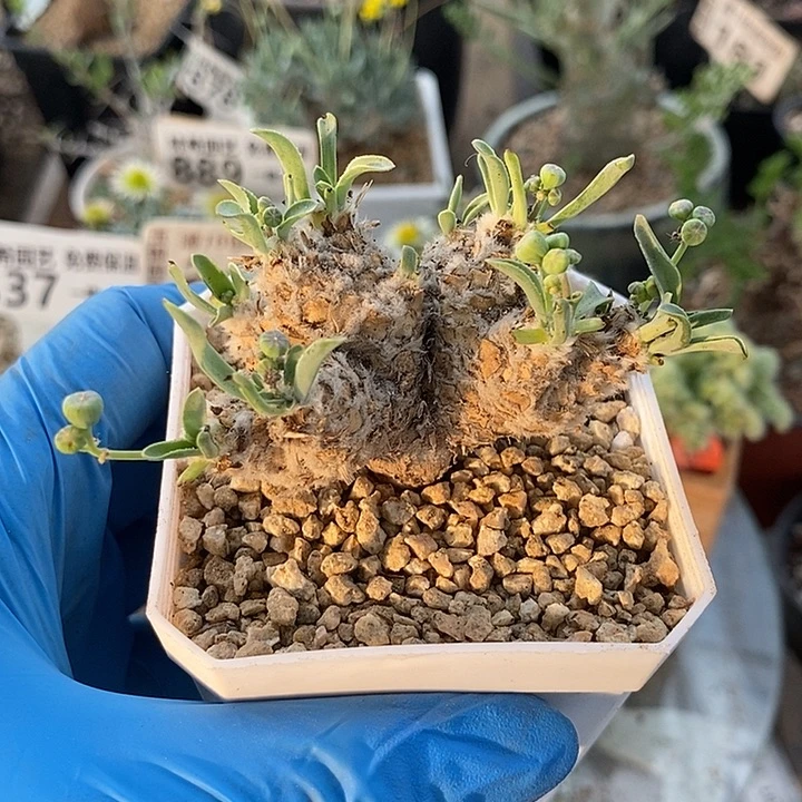 884刨花苏铁杂一一一一一一一一一