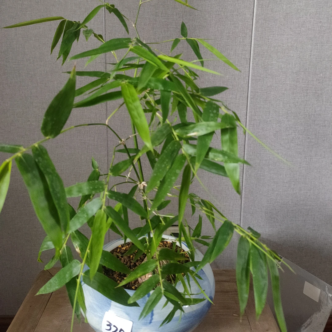 转运竹米竹盆栽室内观赏绿植耐寒常绿风簕竹熟桩盆景