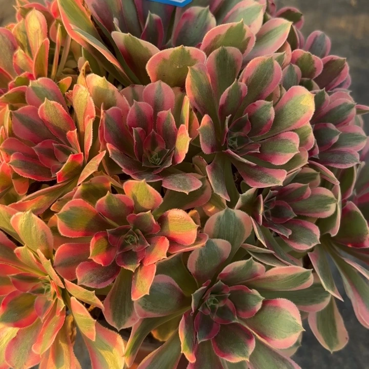 邀月多肉法师不包损4