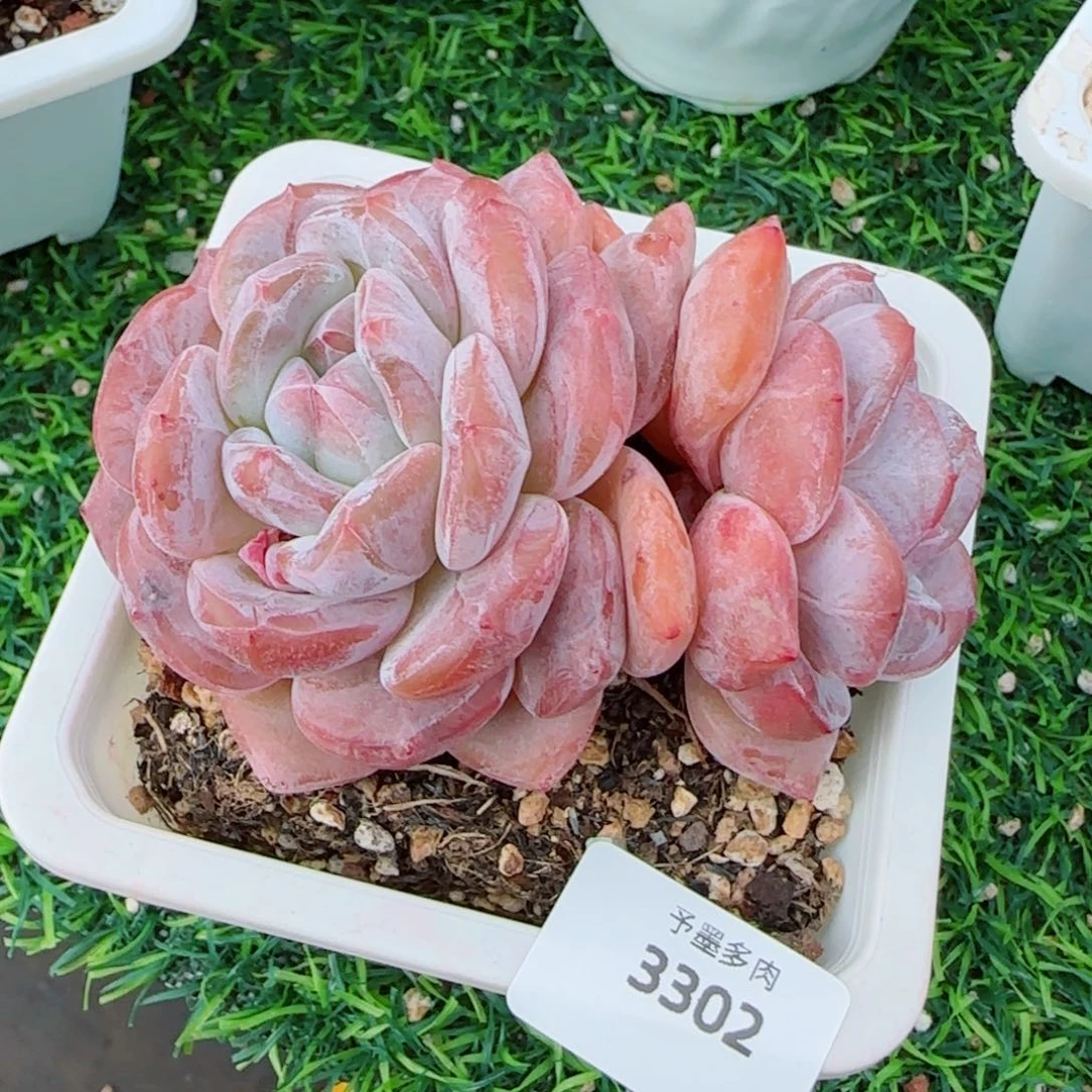 雪之魄，3302多肉植物