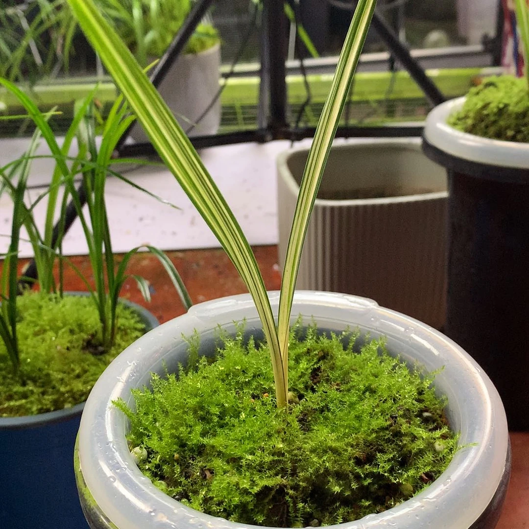 完全开放天娇引种苗，无售后