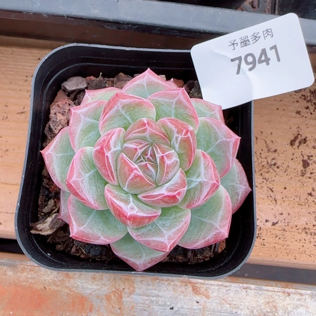 红草莓，7941多肉植物