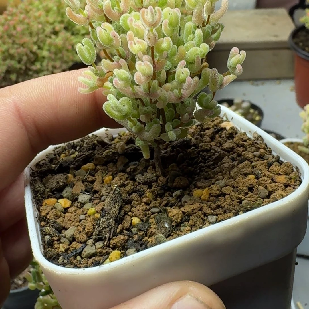 一****～多肉植物枝干番杏