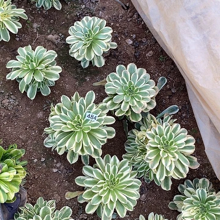 烈****?多肉植物法师483.484迈巴赫