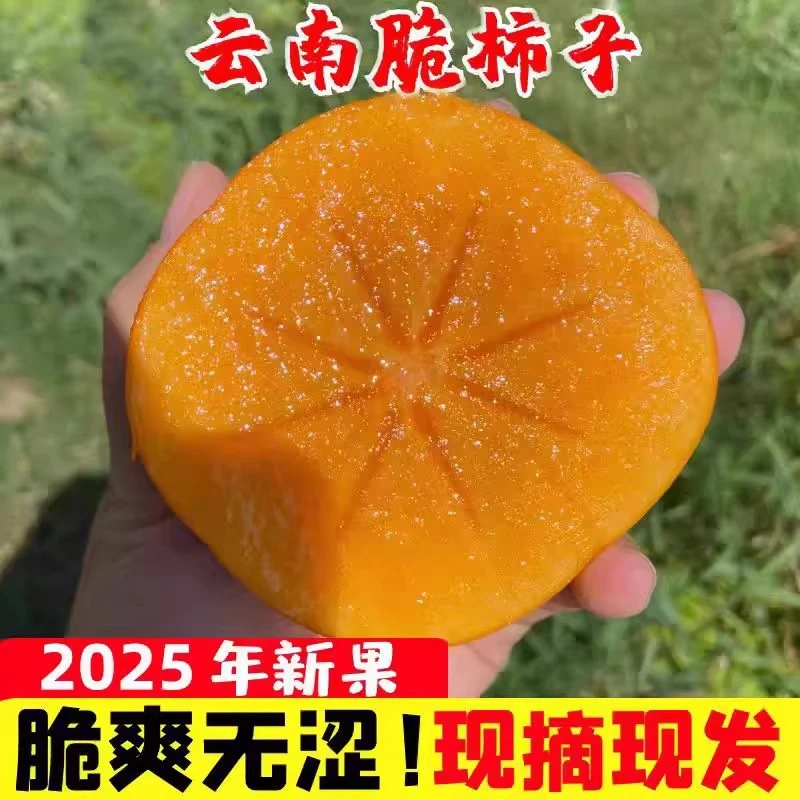 云南巧克力脆柿子新鲜应季水果硬柿子大果脆甜爽口无籽