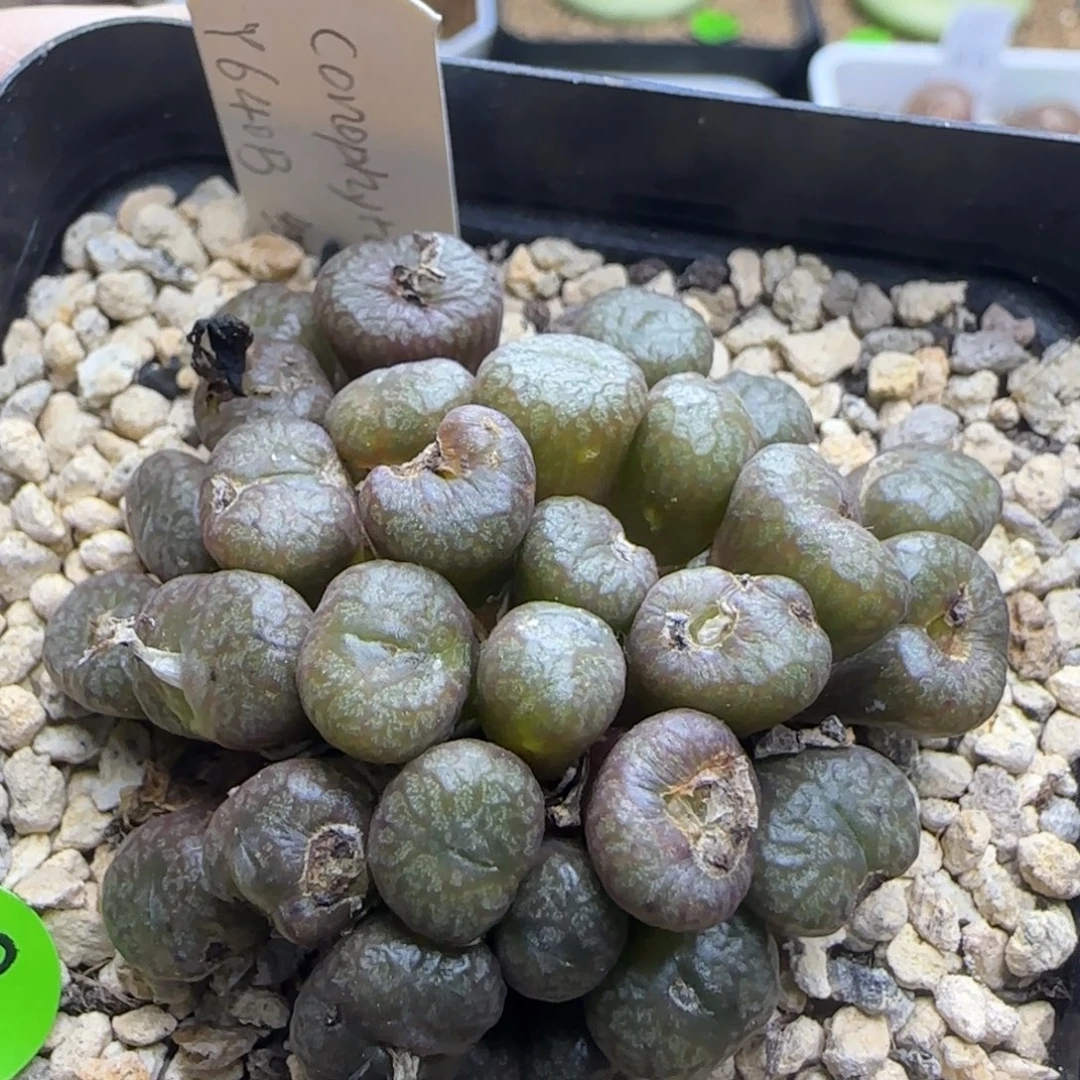 送奶工杂交多肉植物108
