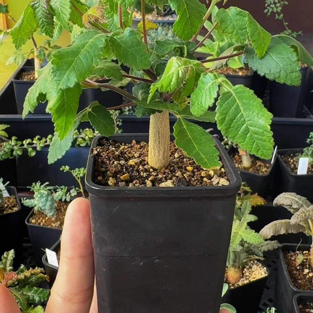 特价 实生裂榄带盆土顺丰空运包邮
