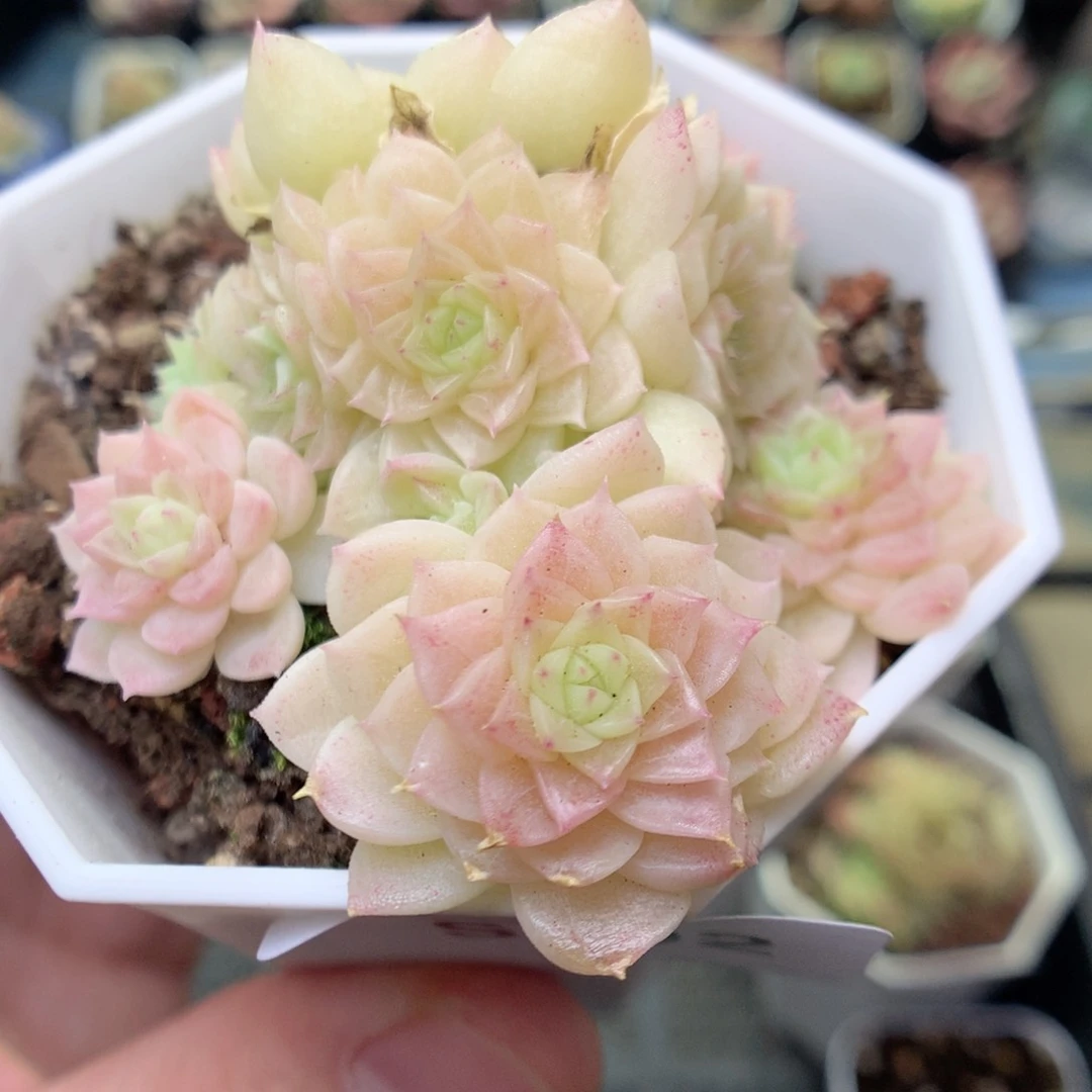 S92 ，20包邮两天凑单偏远不发货