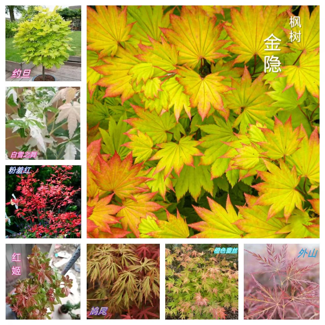 【一物一拍】金隐约旦等多品类彩叶盆景枫树四季红枫树盆栽阳台庭院
