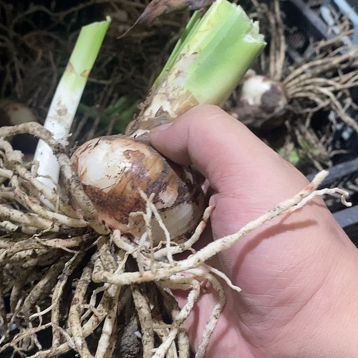 精灵朱顶红5-6之间z