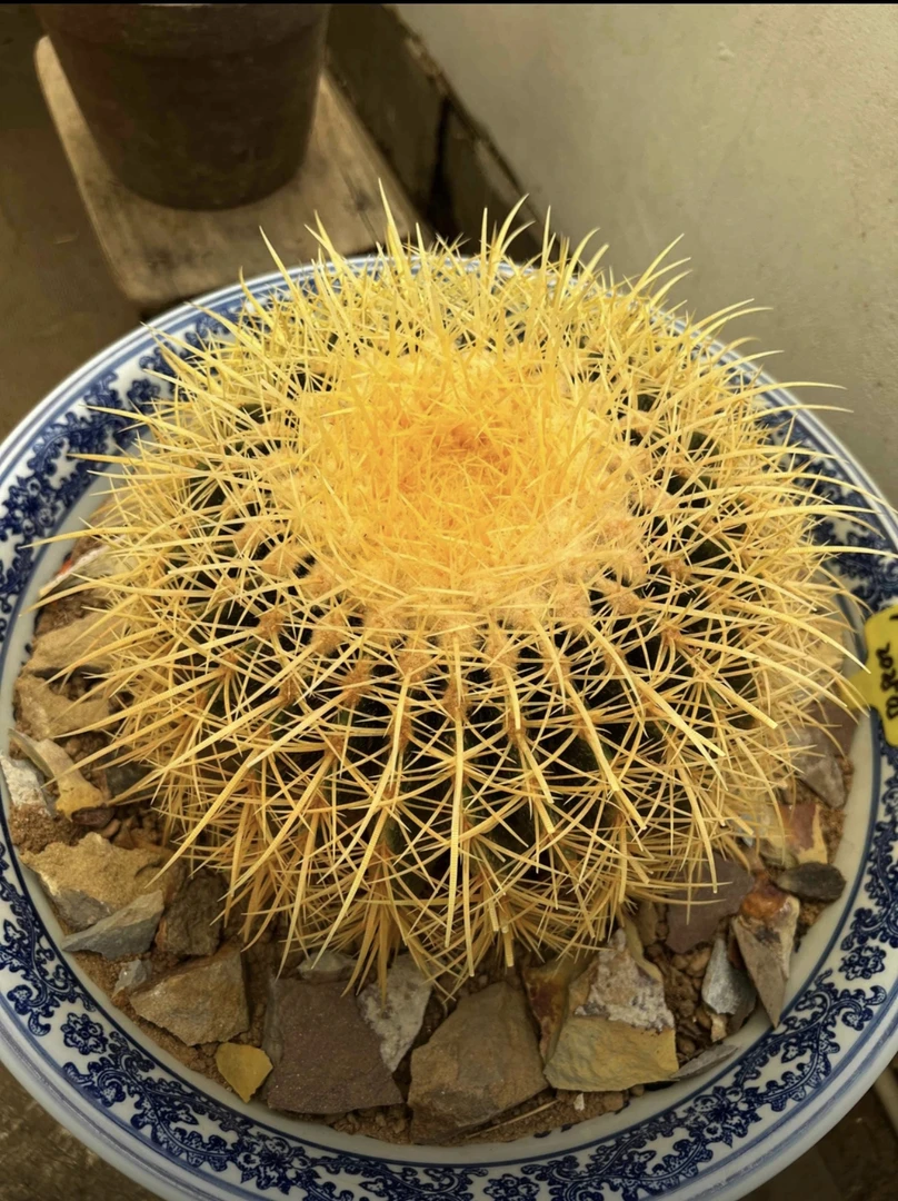 金虎仙人球小号带刺开花15-17公分左右金虎仙人球仙人球盆栽多肉