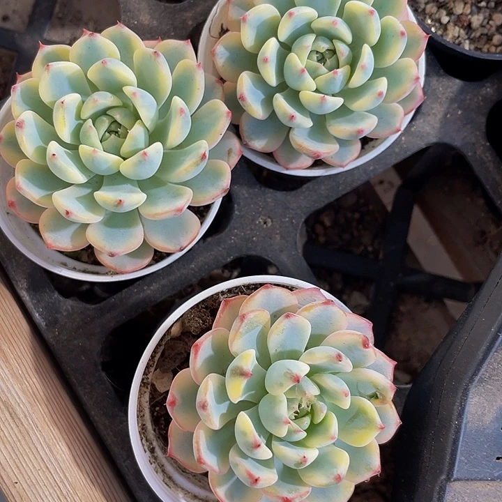 姬莲锦5.8带盆土发