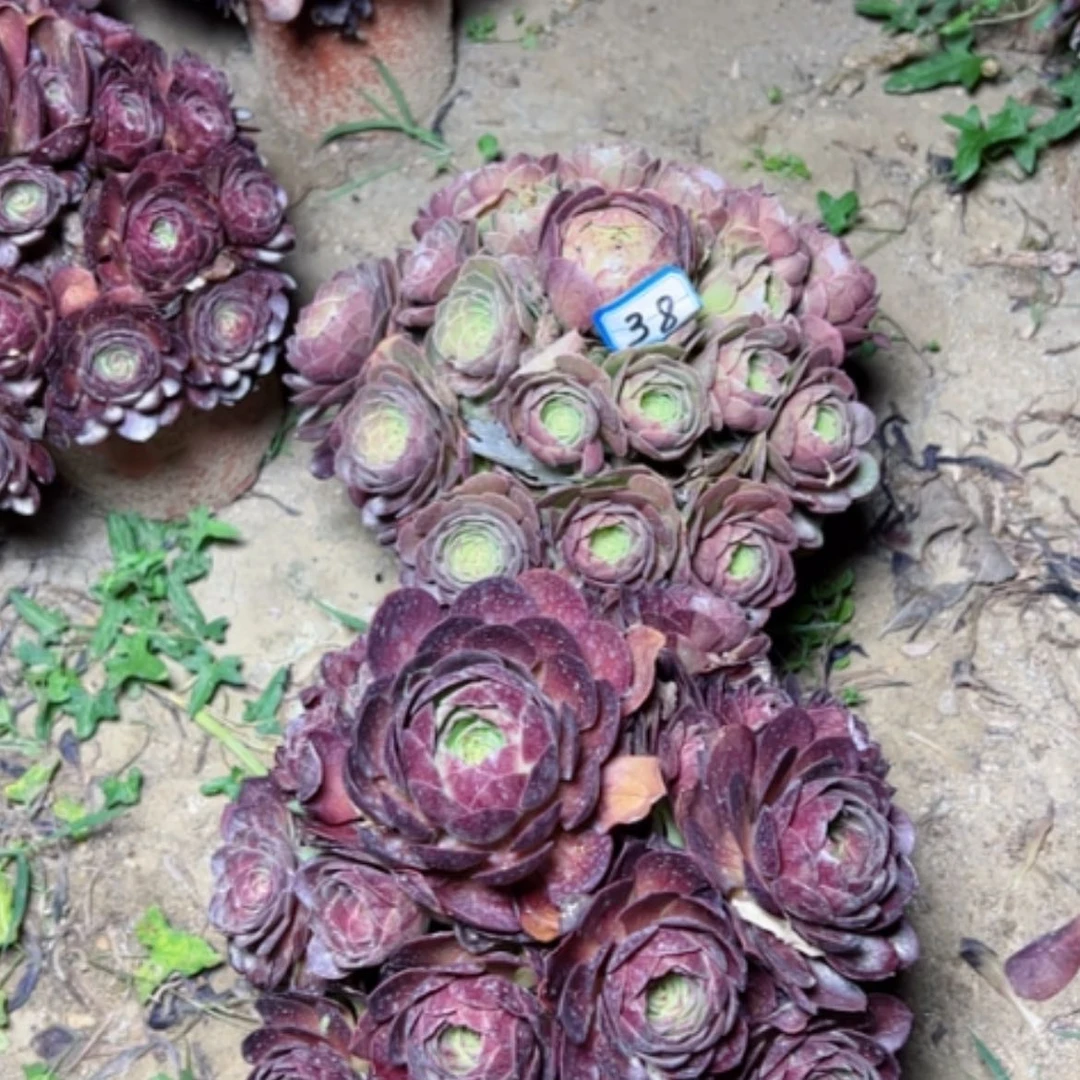 【闪购商品】多肉植物组合38