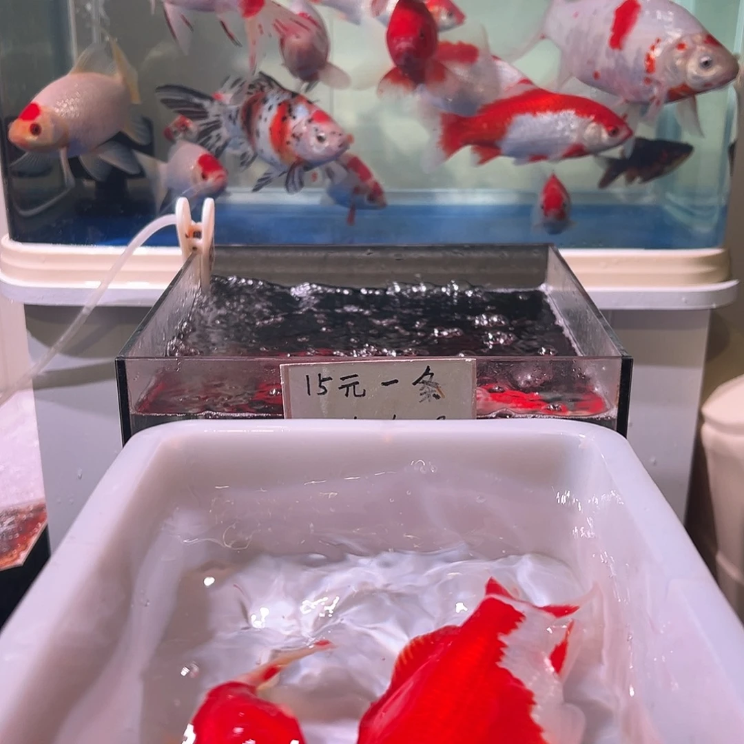 .***忆海水鱼观赏鱼福利多多啊