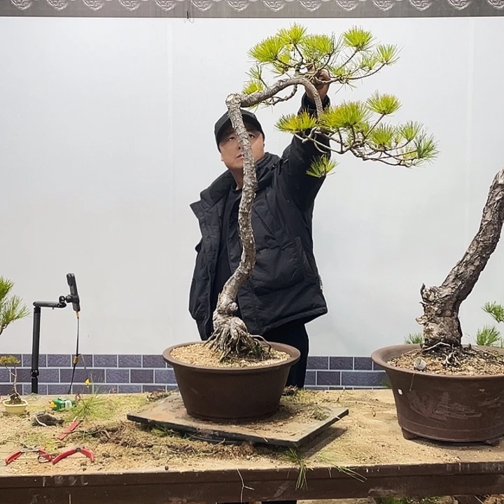 军*黄山松盆景艺术中心