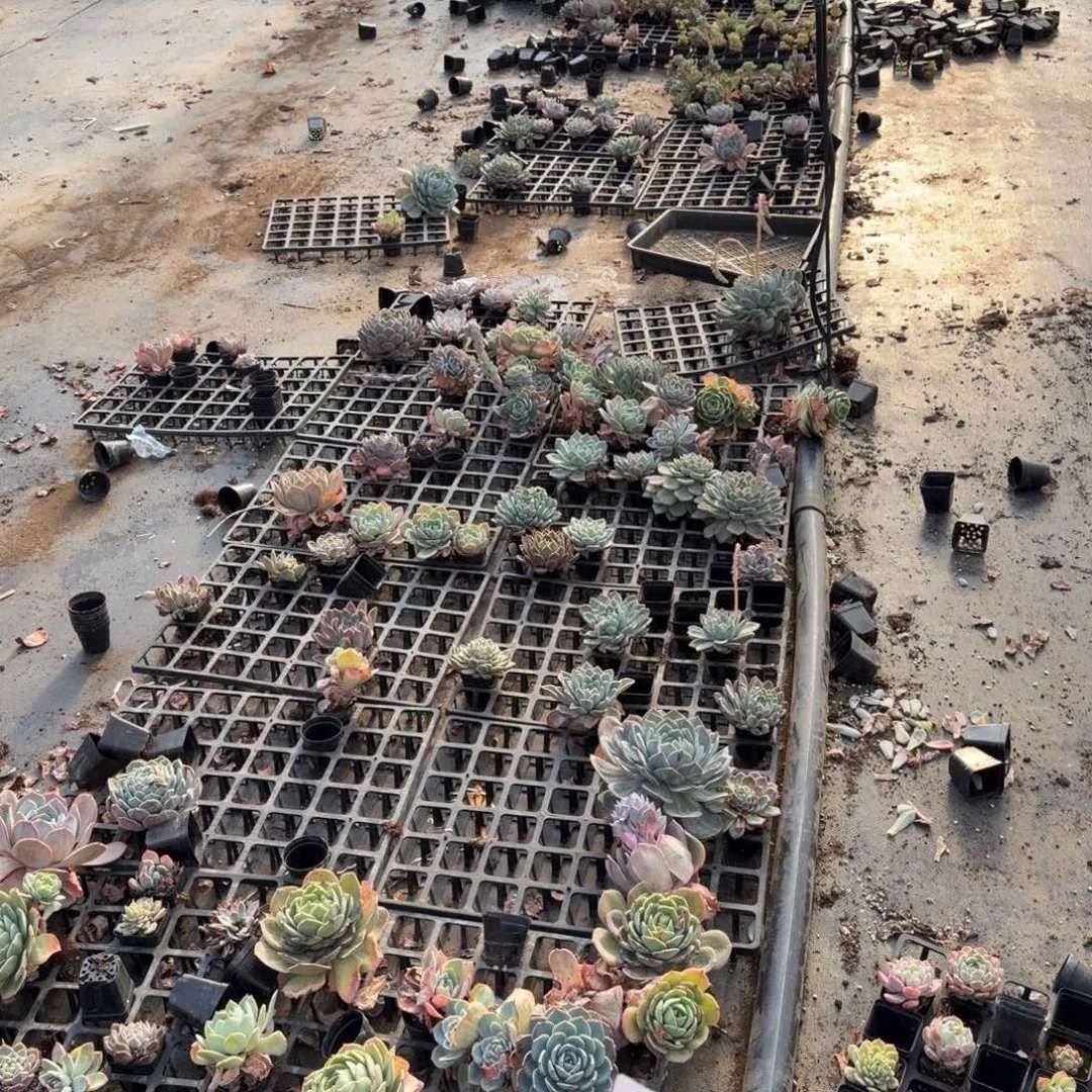 29-18左六各种绿菜混合五号箱子一箱子量拍