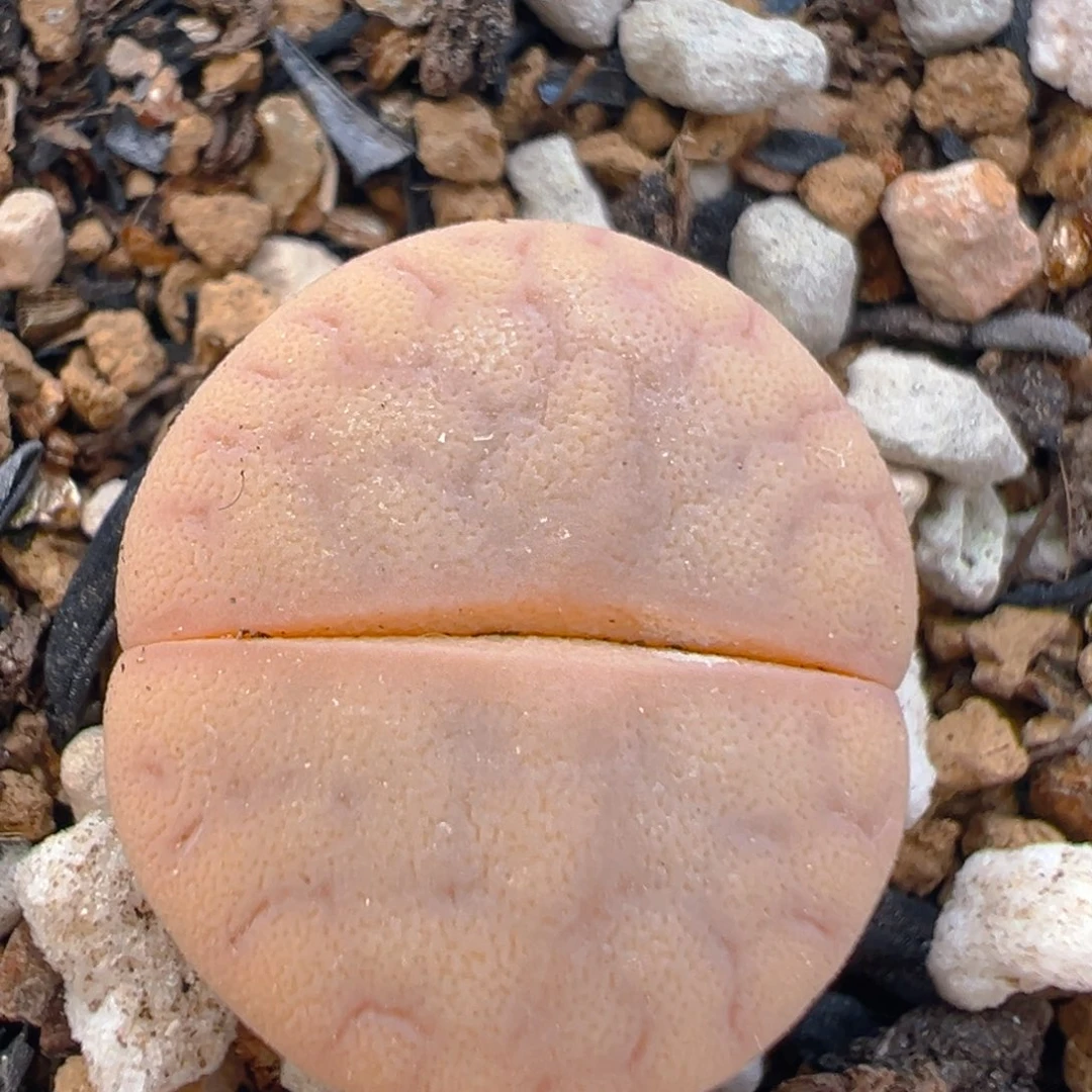 116多肉植物百科知识