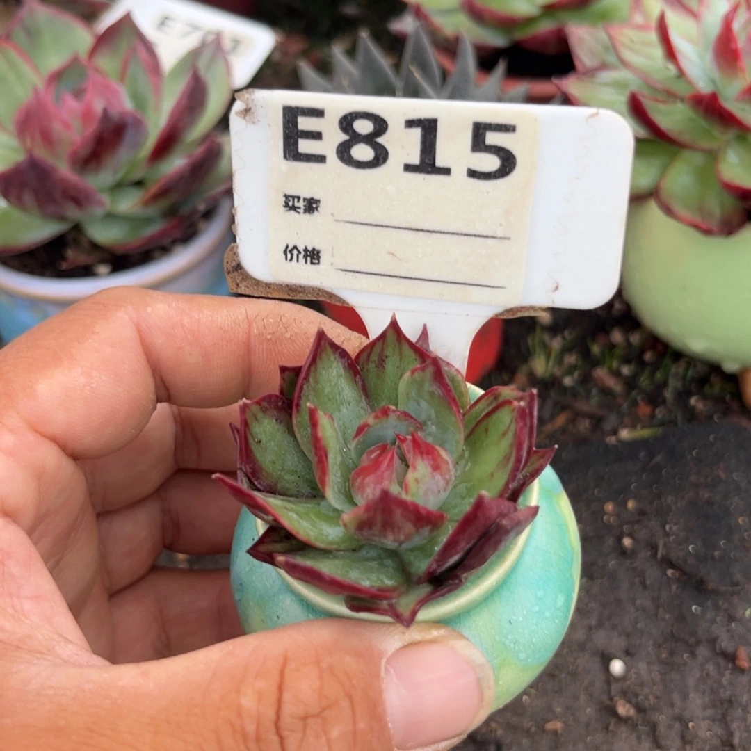 惊鸿仙子多肉植物815
