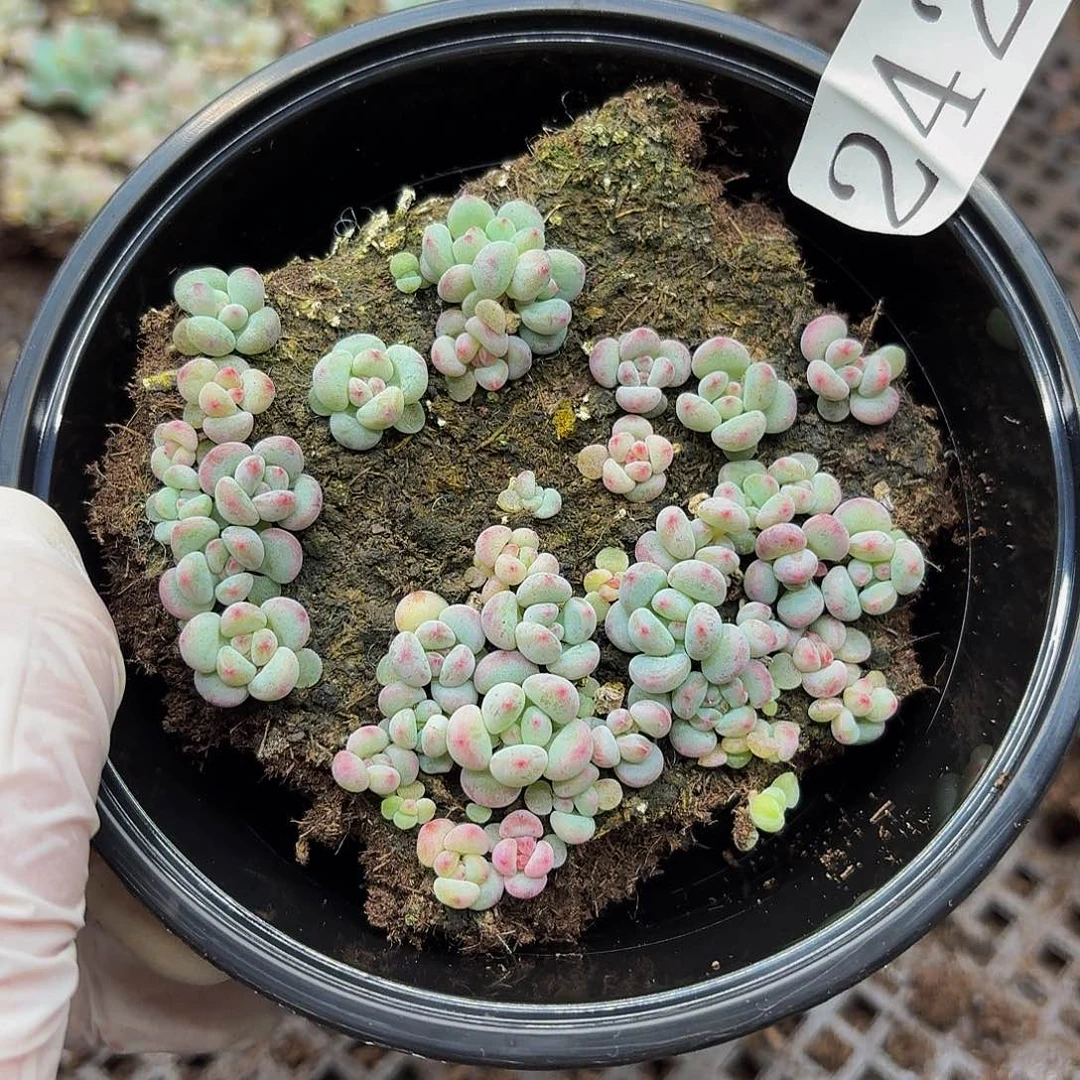 多肉植物多肉植物242