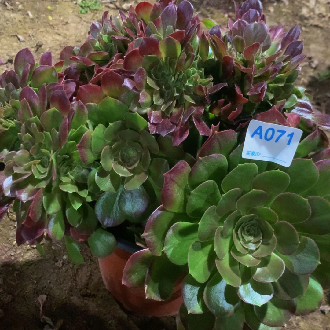 【闪购商品】71玫瑰多肉