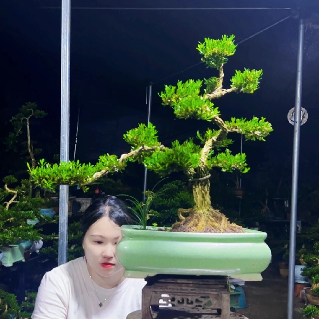 无花朵黄杨木