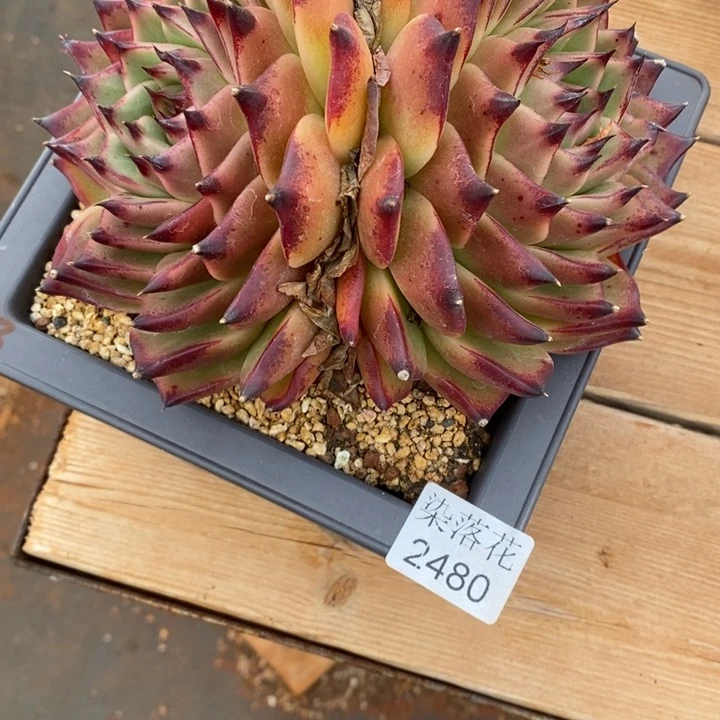 美****精品多肉植物2480冠幅17厘米